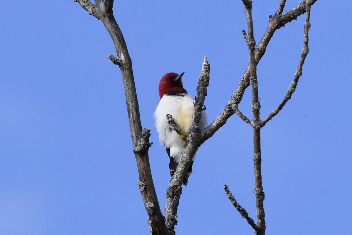 Red-headed Woodpecker - Matthew Klemme