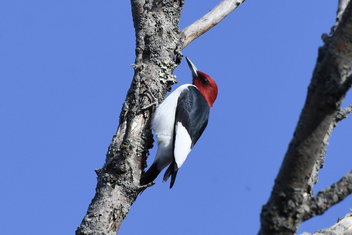 Red-headed Woodpecker - Matthew Klemme