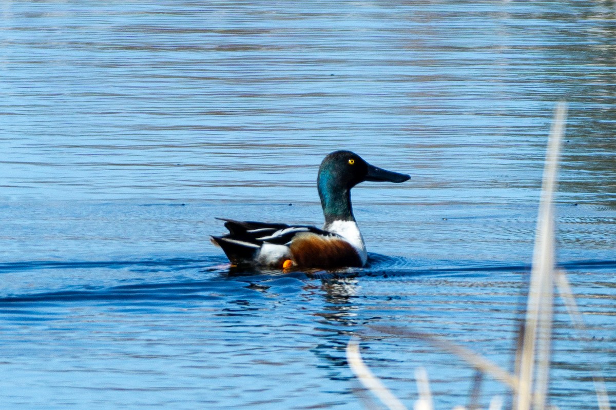 Northern Shoveler - Anonymous