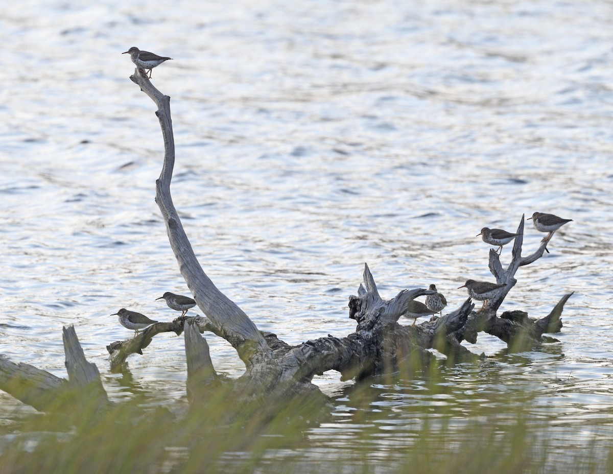 Spotted Sandpiper - Elizabeth Hawkins