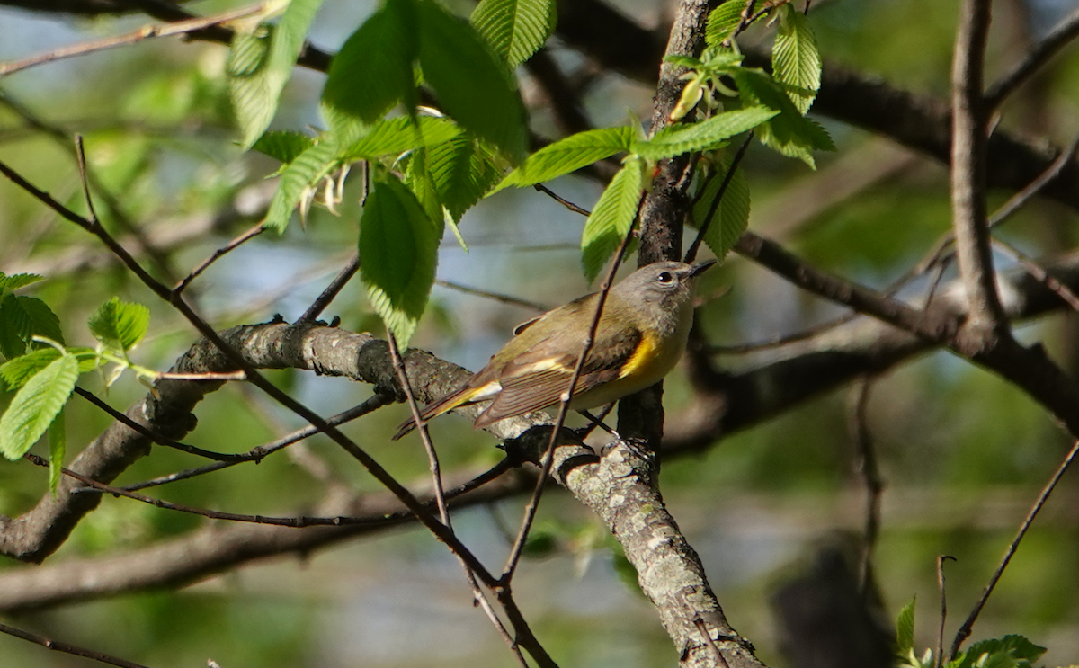 American Redstart - ML618694119