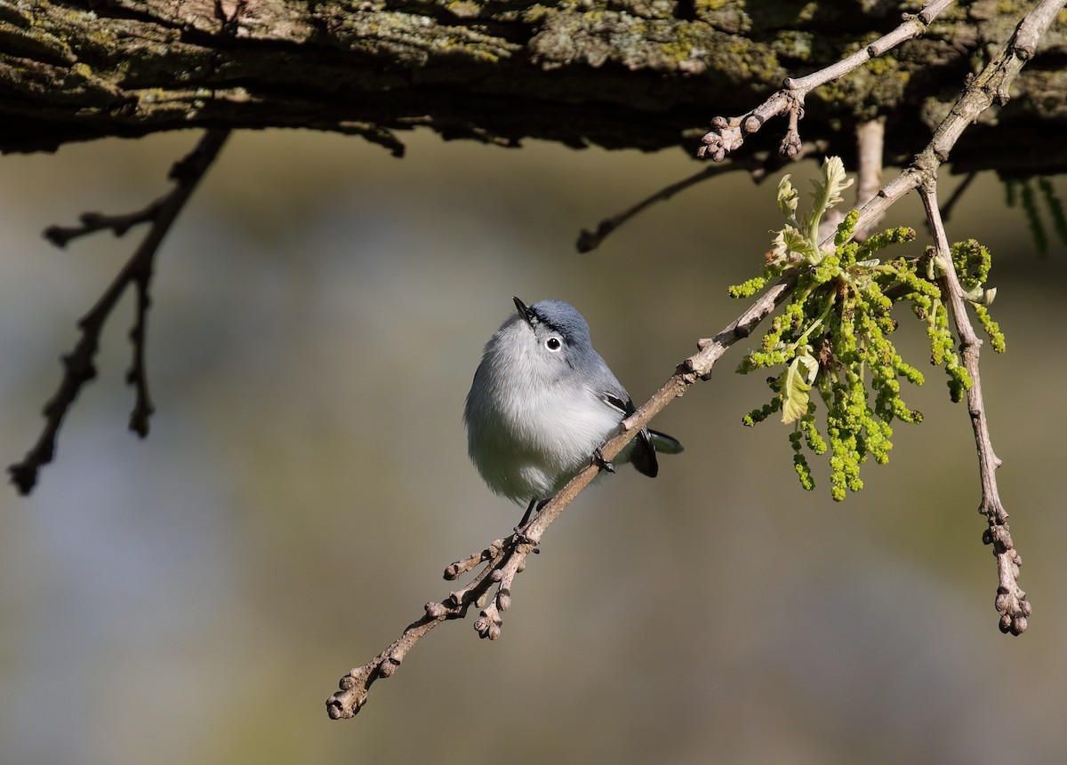 Blue-gray Gnatcatcher - ML618694124