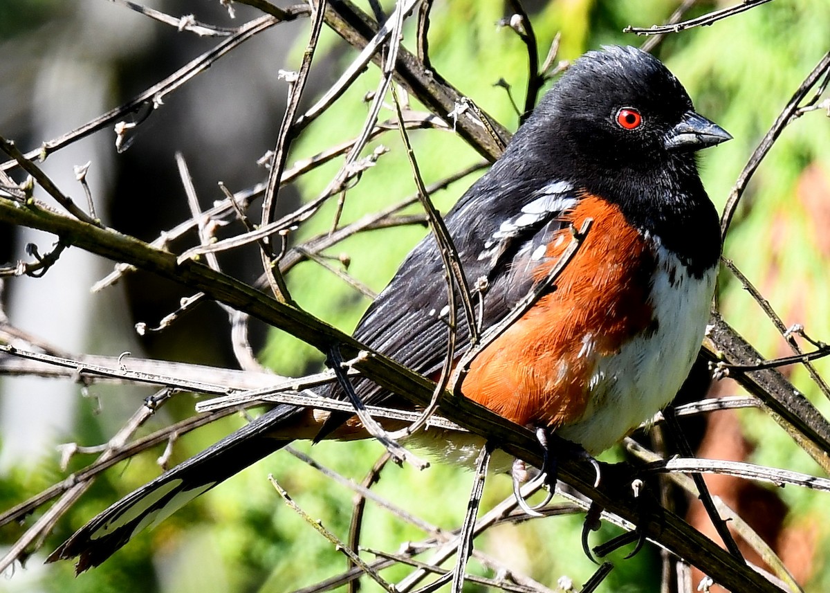 Spotted Towhee - Tom Unsicker