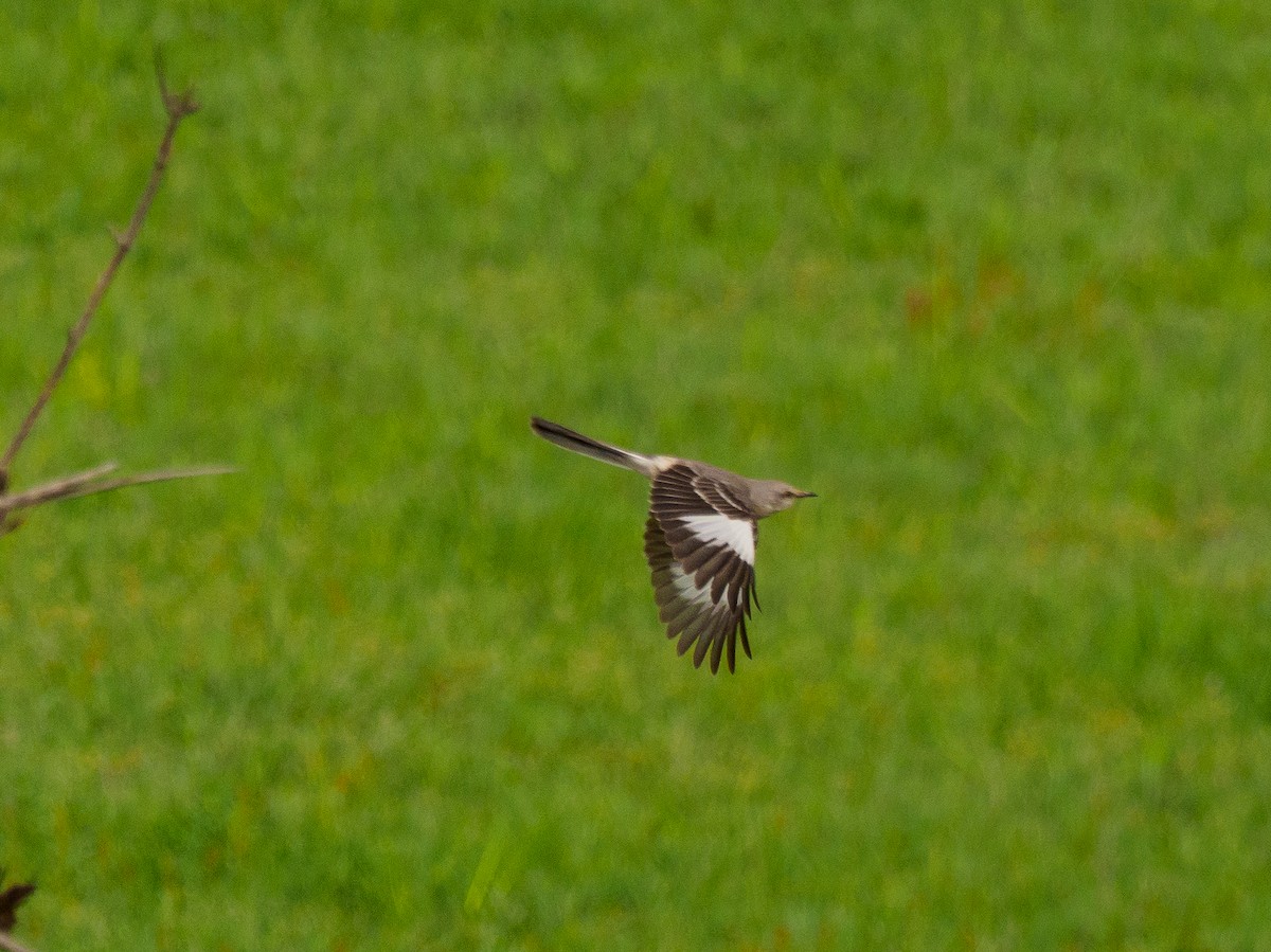 Northern Mockingbird - ML618694180