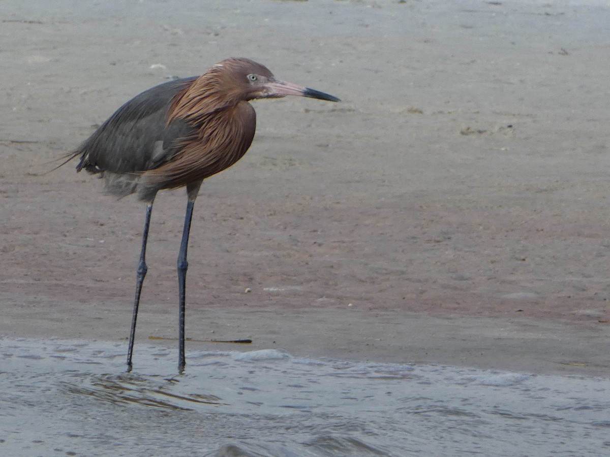 Reddish Egret - ML618694185