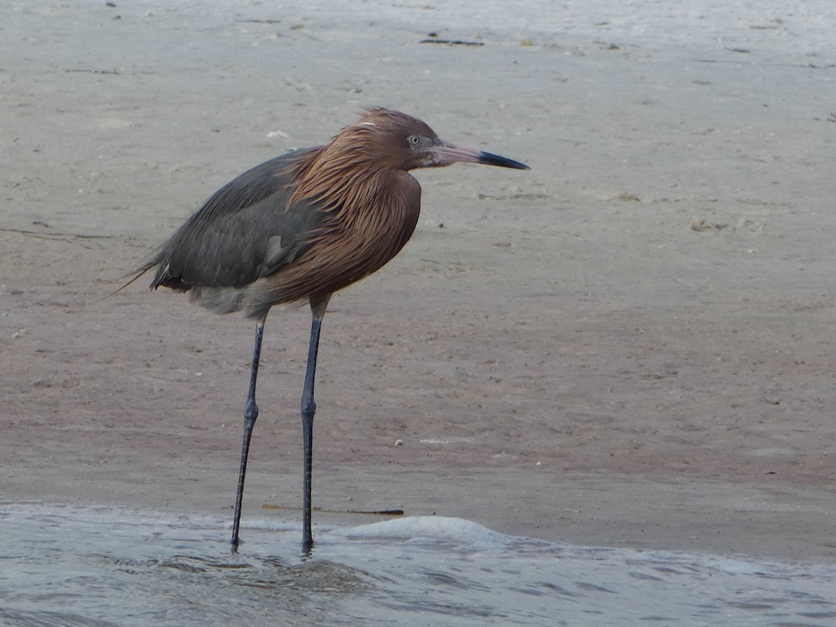 Reddish Egret - ML618694187