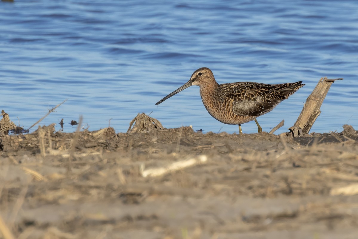 Long-billed Dowitcher - ML618694194