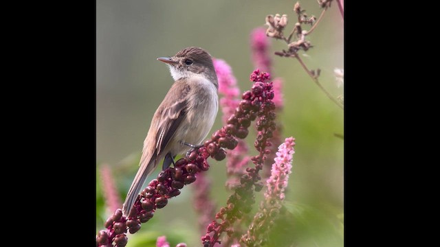 White-throated Flycatcher - ML618694202