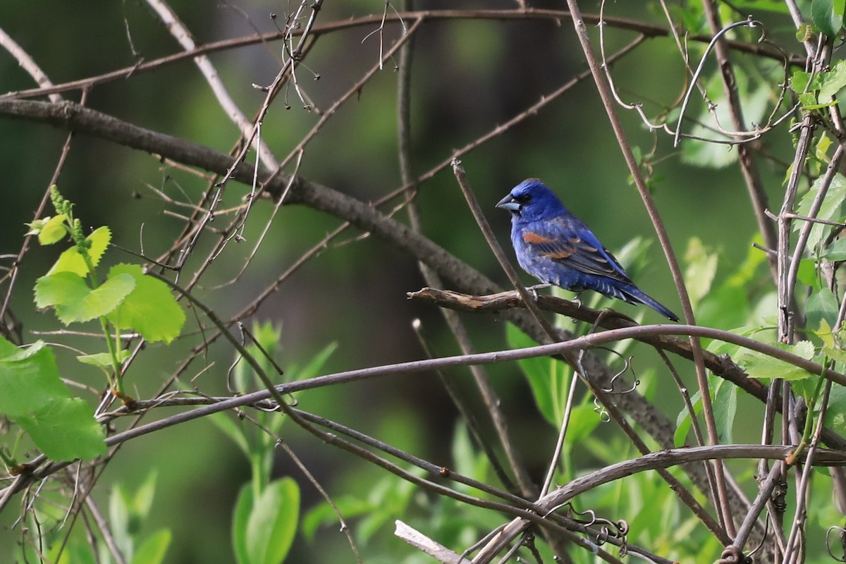 Blue Grosbeak - Linda Kavanaugh