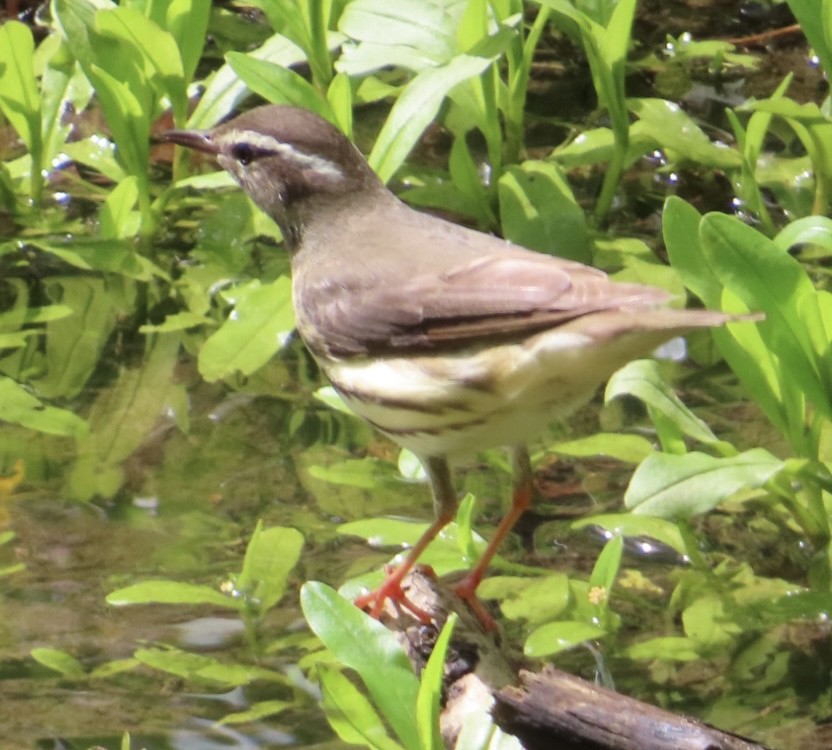 Louisiana Waterthrush - ML618694314