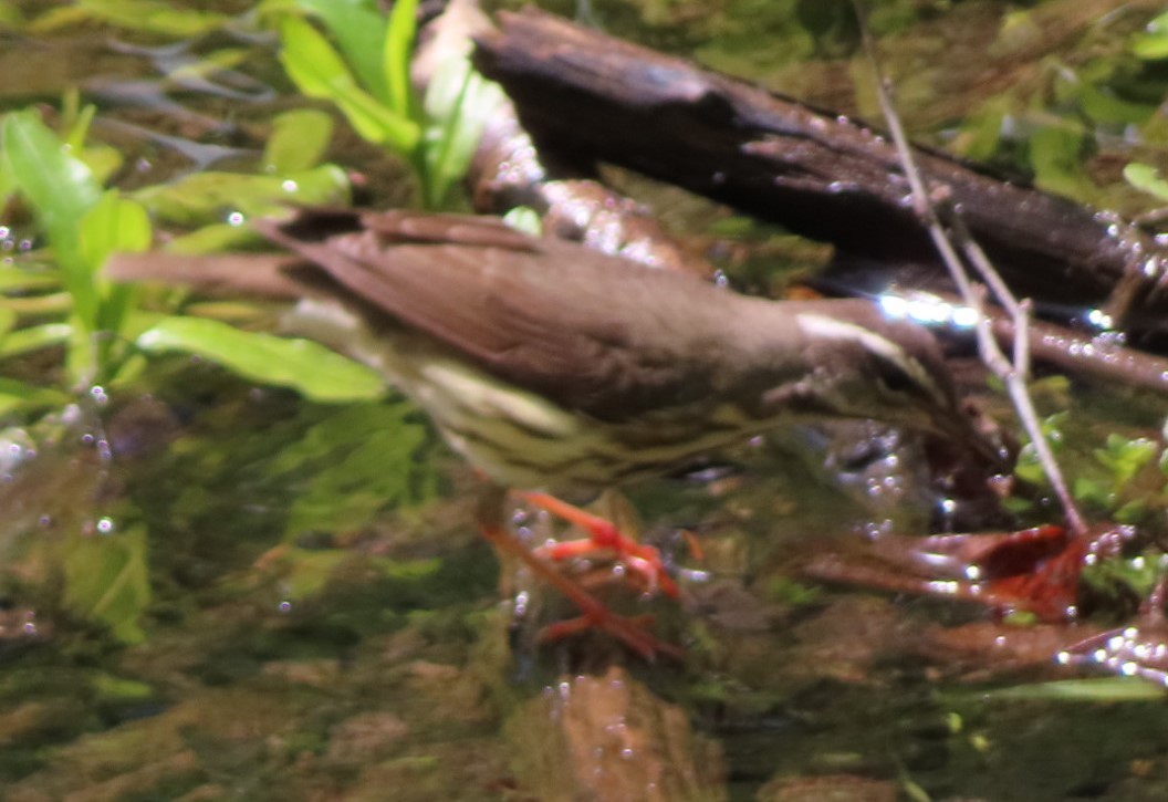 Louisiana Waterthrush - ML618694330