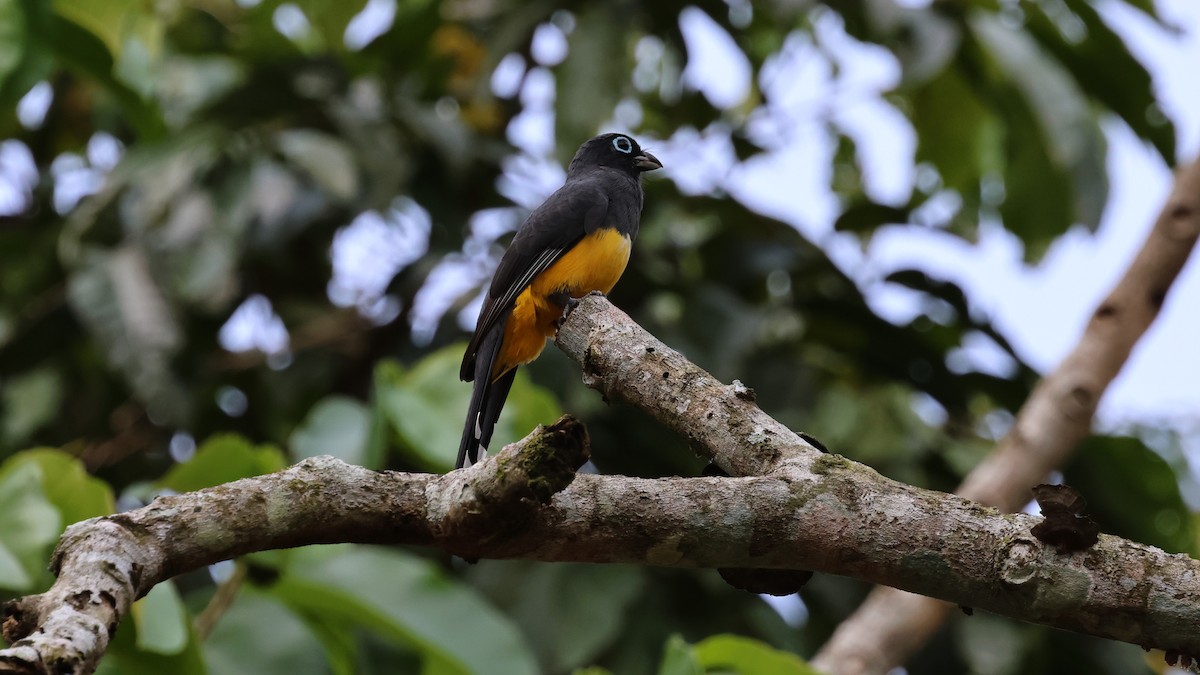 Trogon à tête noire - ML618694332