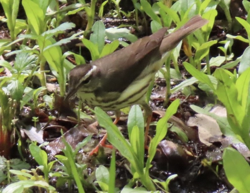 Louisiana Waterthrush - ML618694340