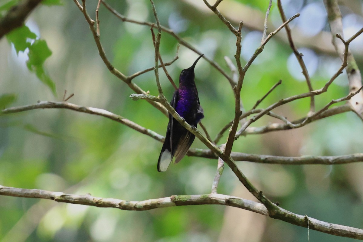 Colibrí Morado - ML618694352