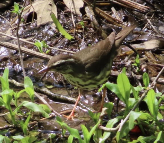 Louisiana Waterthrush - ML618694358