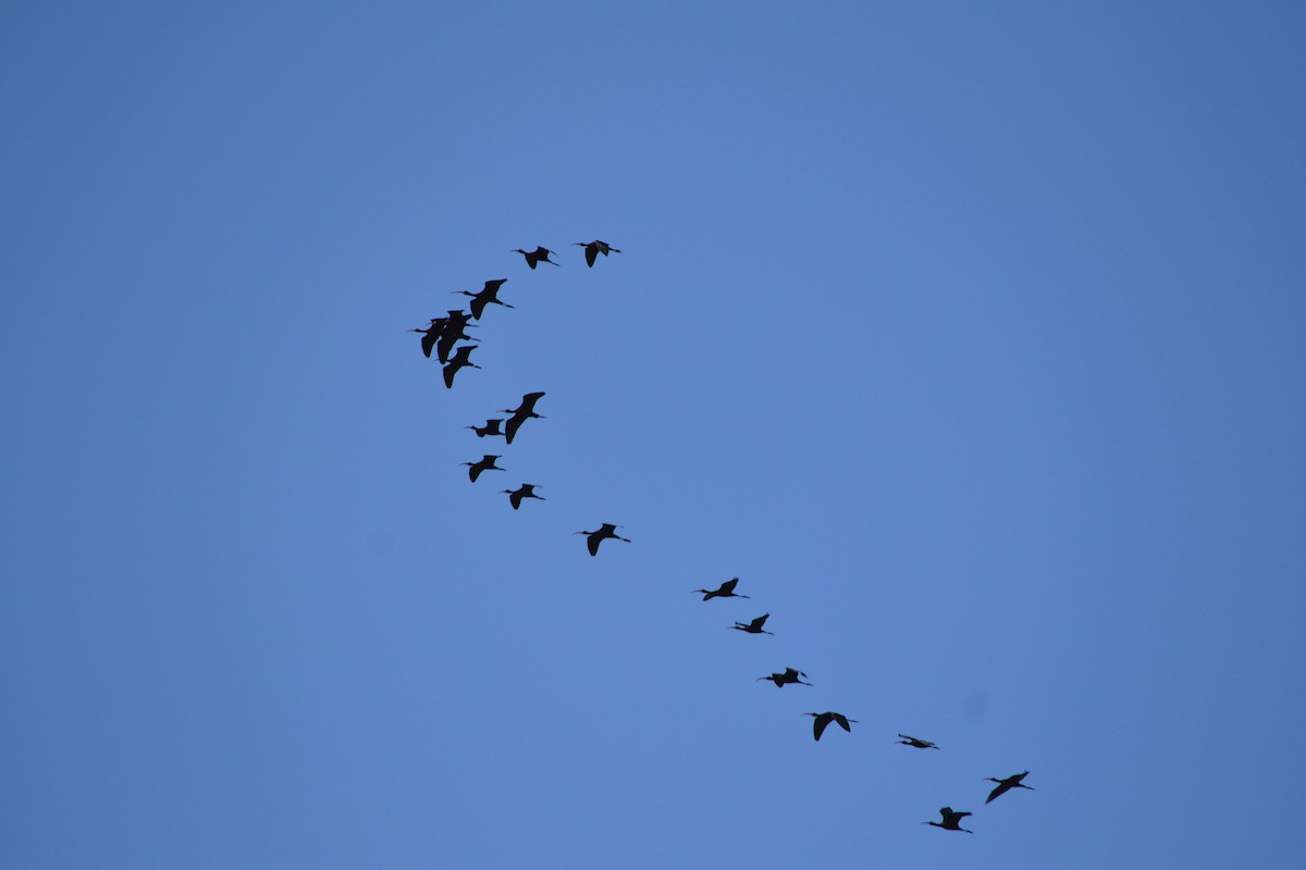 White-faced Ibis - ML618694415