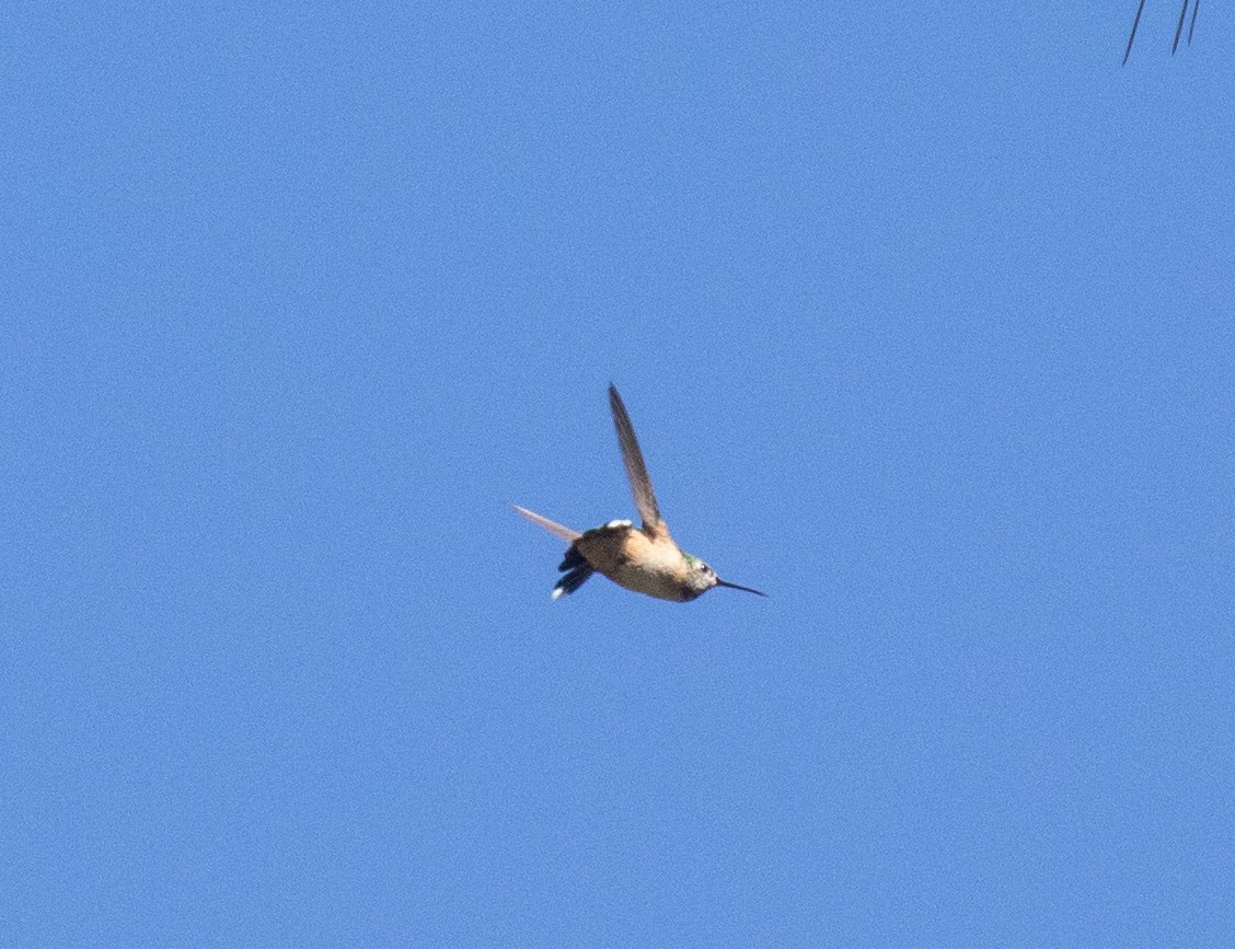 Calliope Hummingbird - ML618694452