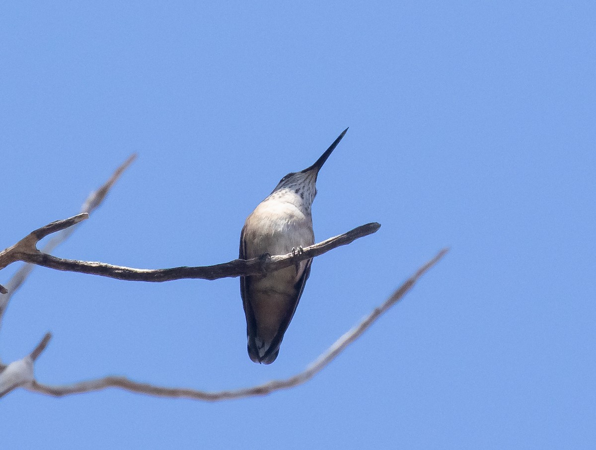 Calliope Hummingbird - ML618694453