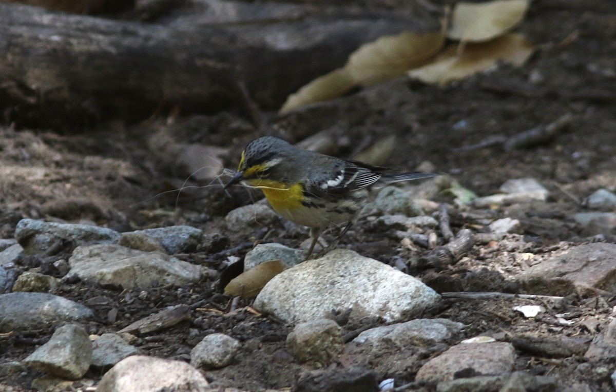 Grace's Warbler - ML618694461