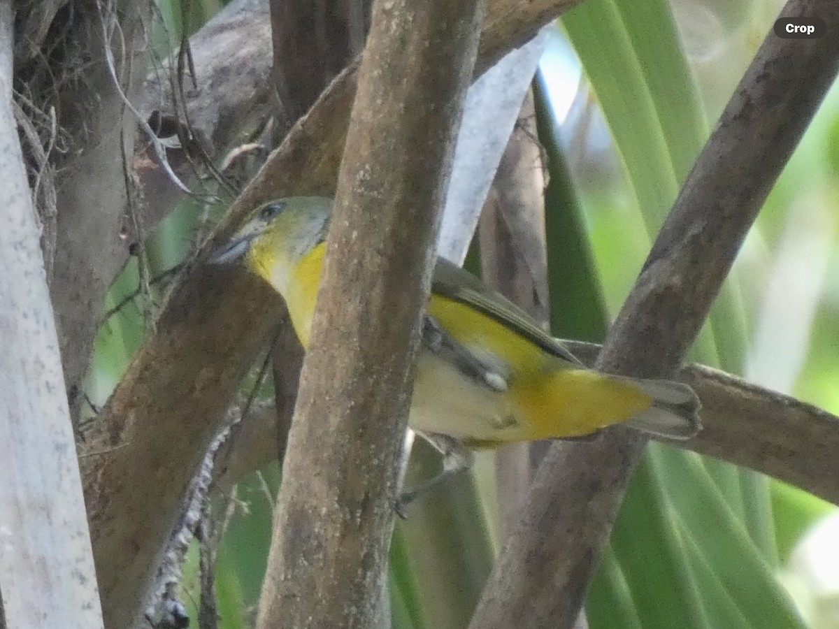 Scrub Euphonia - Willeke and Frits Bosveld - van Rijn