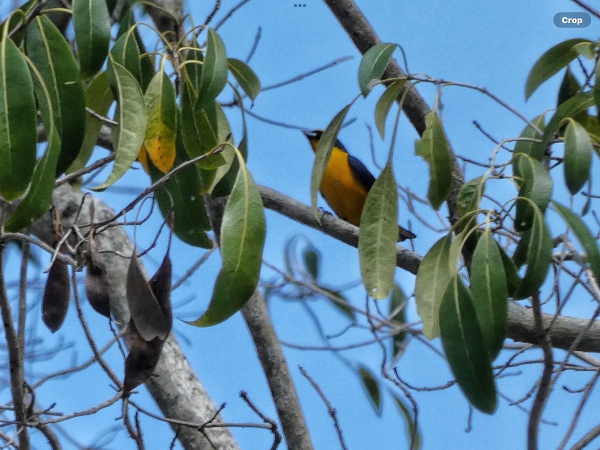 Scrub Euphonia - Willeke and Frits Bosveld - van Rijn