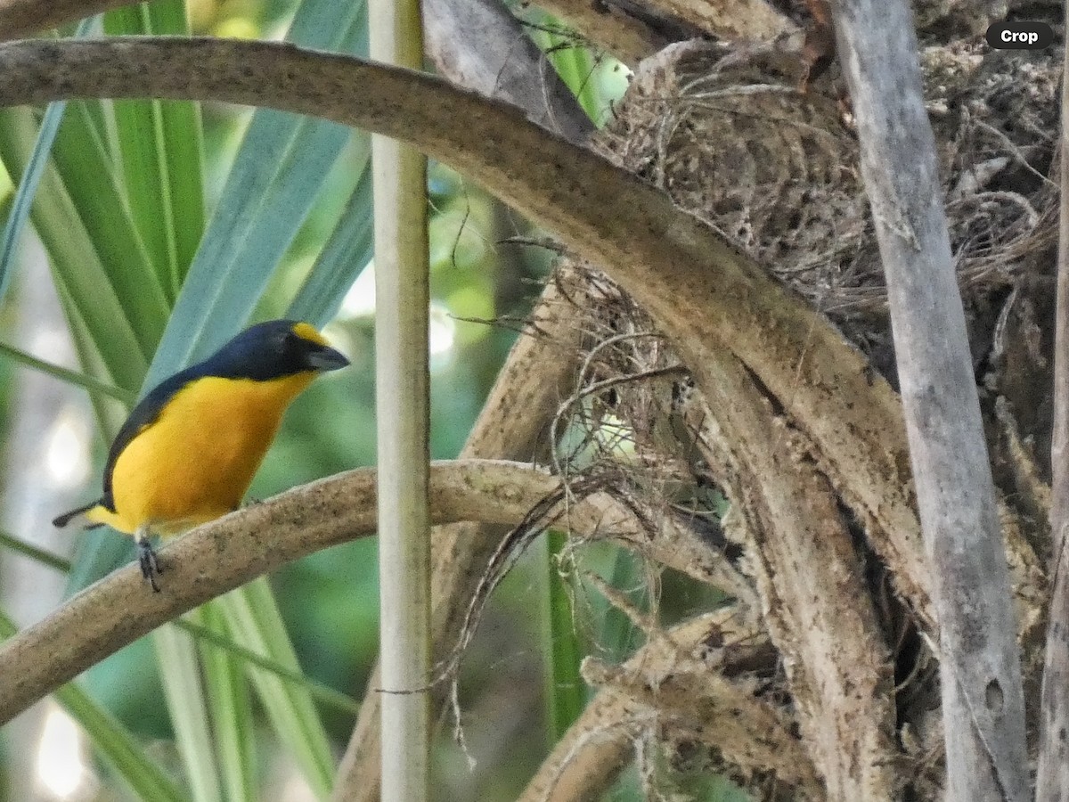 Scrub Euphonia - Willeke and Frits Bosveld - van Rijn