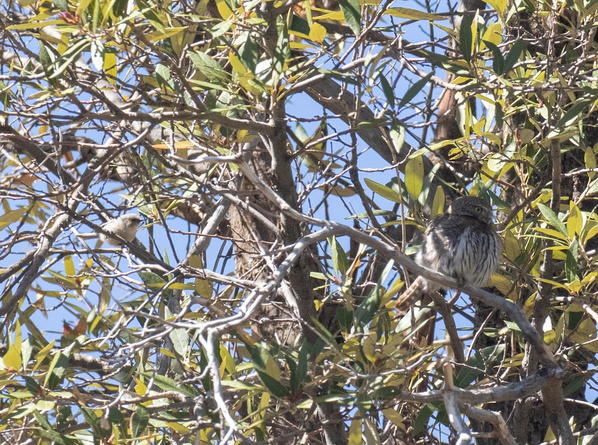 Northern Pygmy-Owl - ML618694497