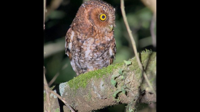 Bearded Screech-Owl - ML618694570