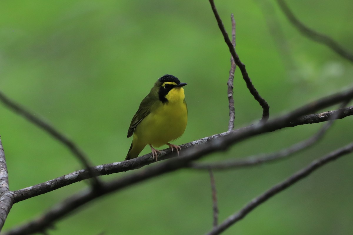 Kentucky Warbler - ML618694584