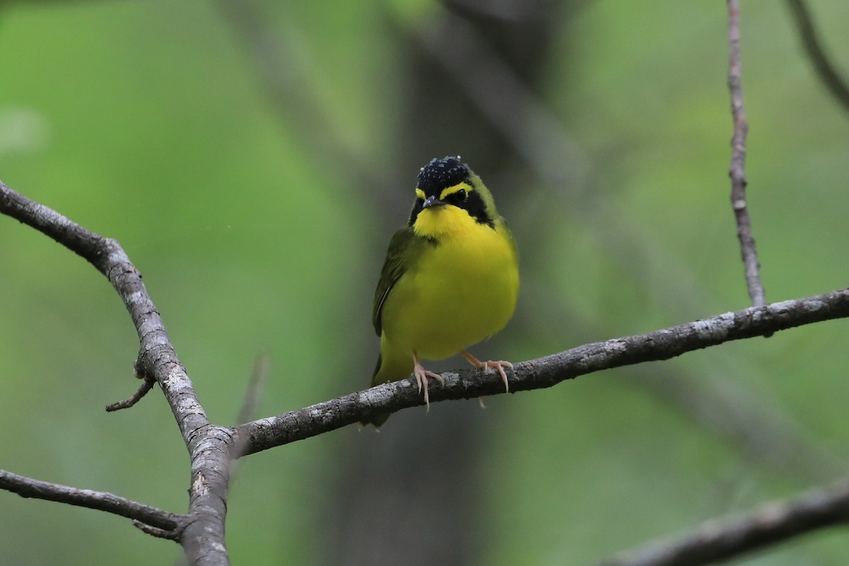 Kentucky Warbler - ML618694585