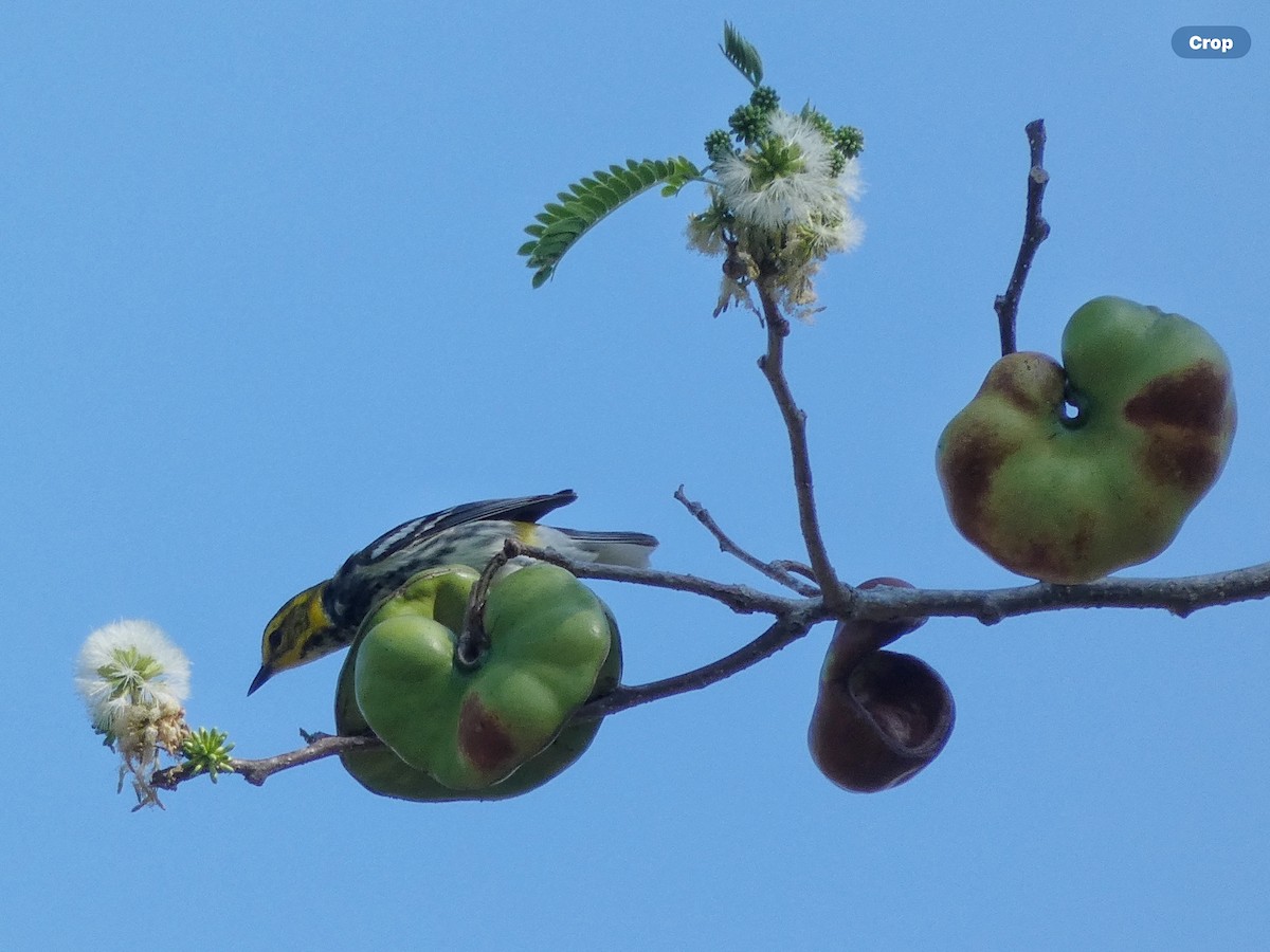 Black-throated Green Warbler - Willeke and Frits Bosveld - van Rijn