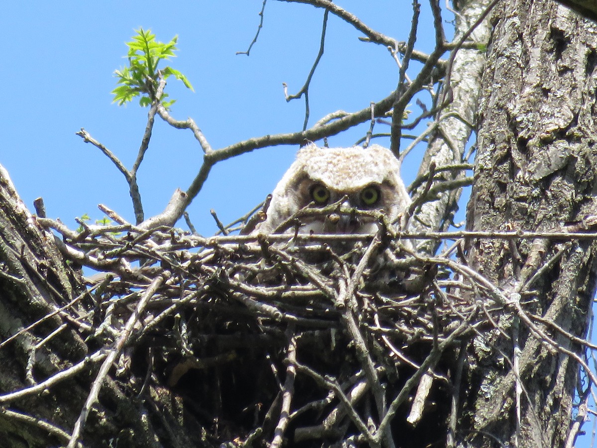 Great Horned Owl - ML618694648