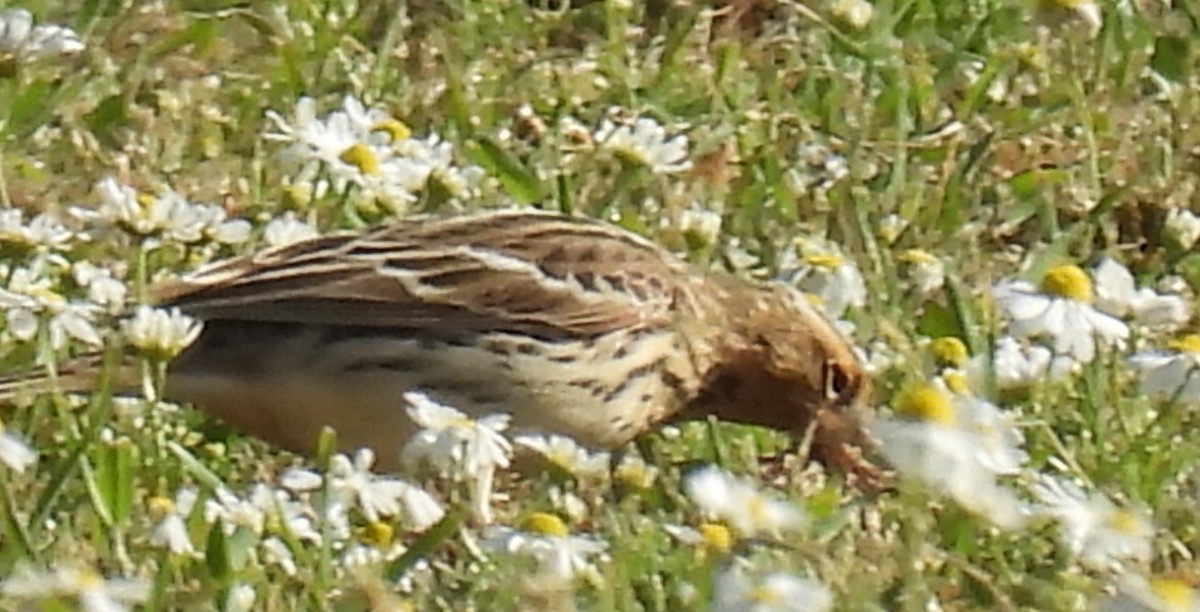 Red-throated Pipit - Jeffrey Blalock