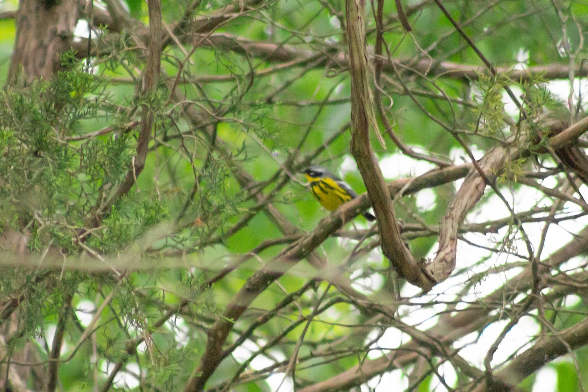 Magnolia Warbler - ML618694663