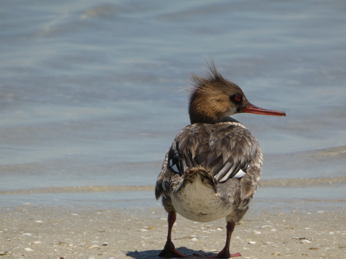 Red-breasted Merganser - Marieta Manolova