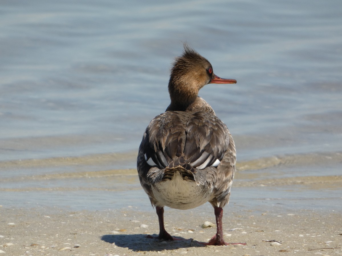 Red-breasted Merganser - ML618694673