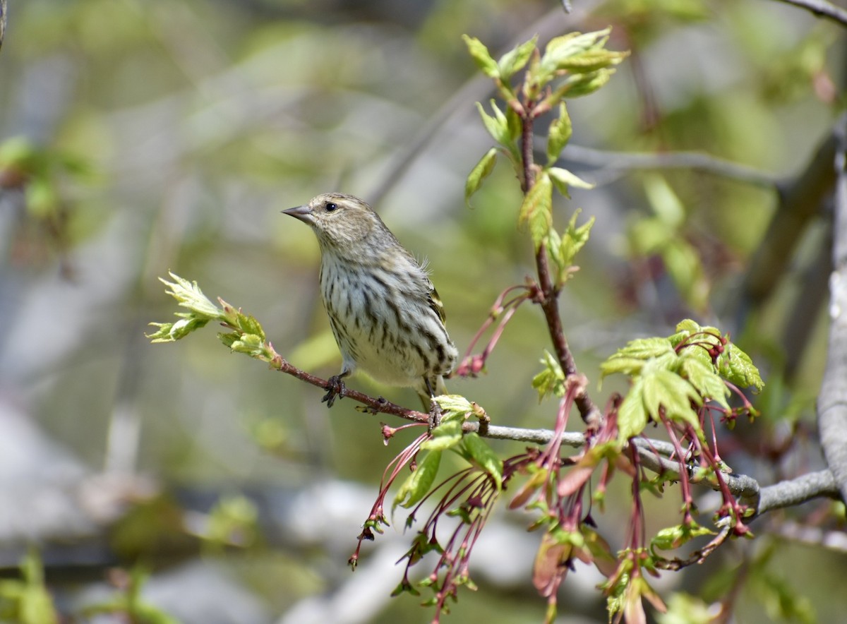 Pine Siskin - ML618694682