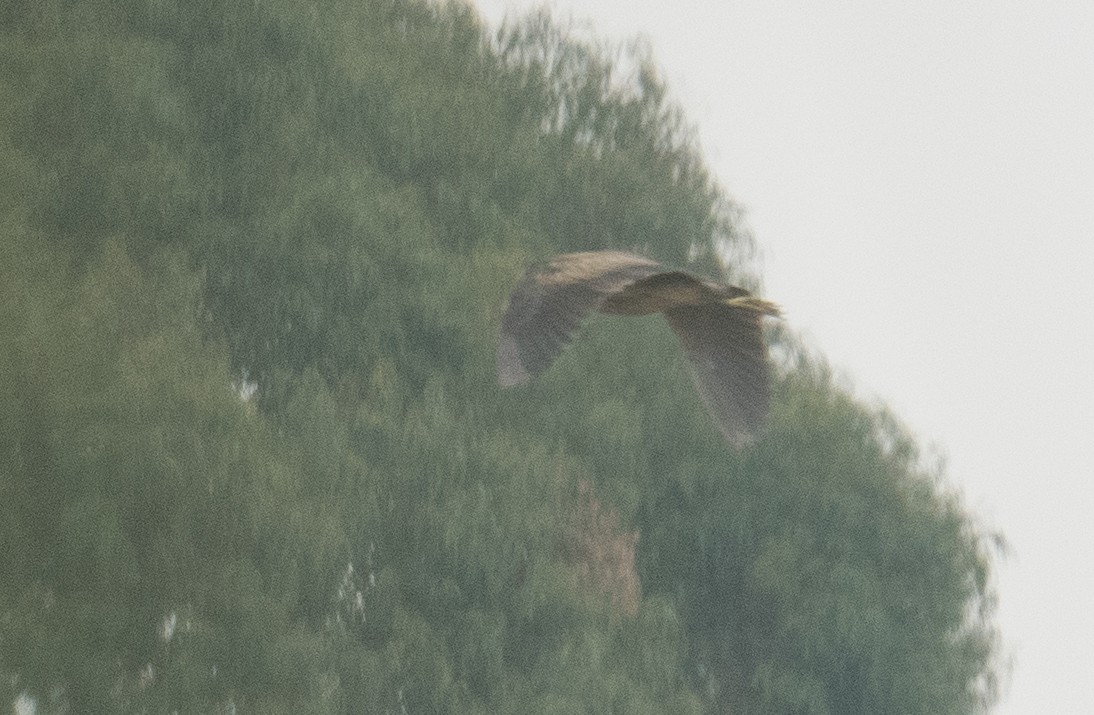 Australasian Bittern - John Daniels