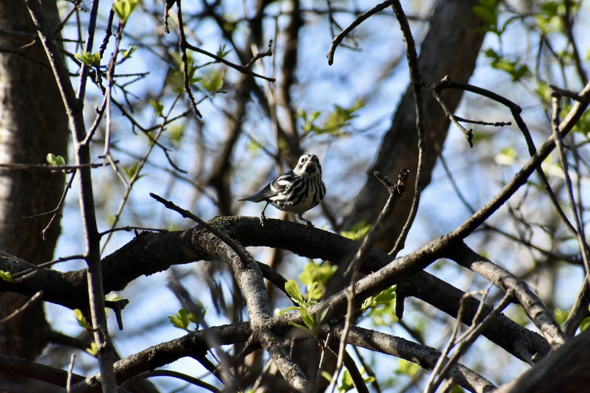 Black-and-white Warbler - ML618694704