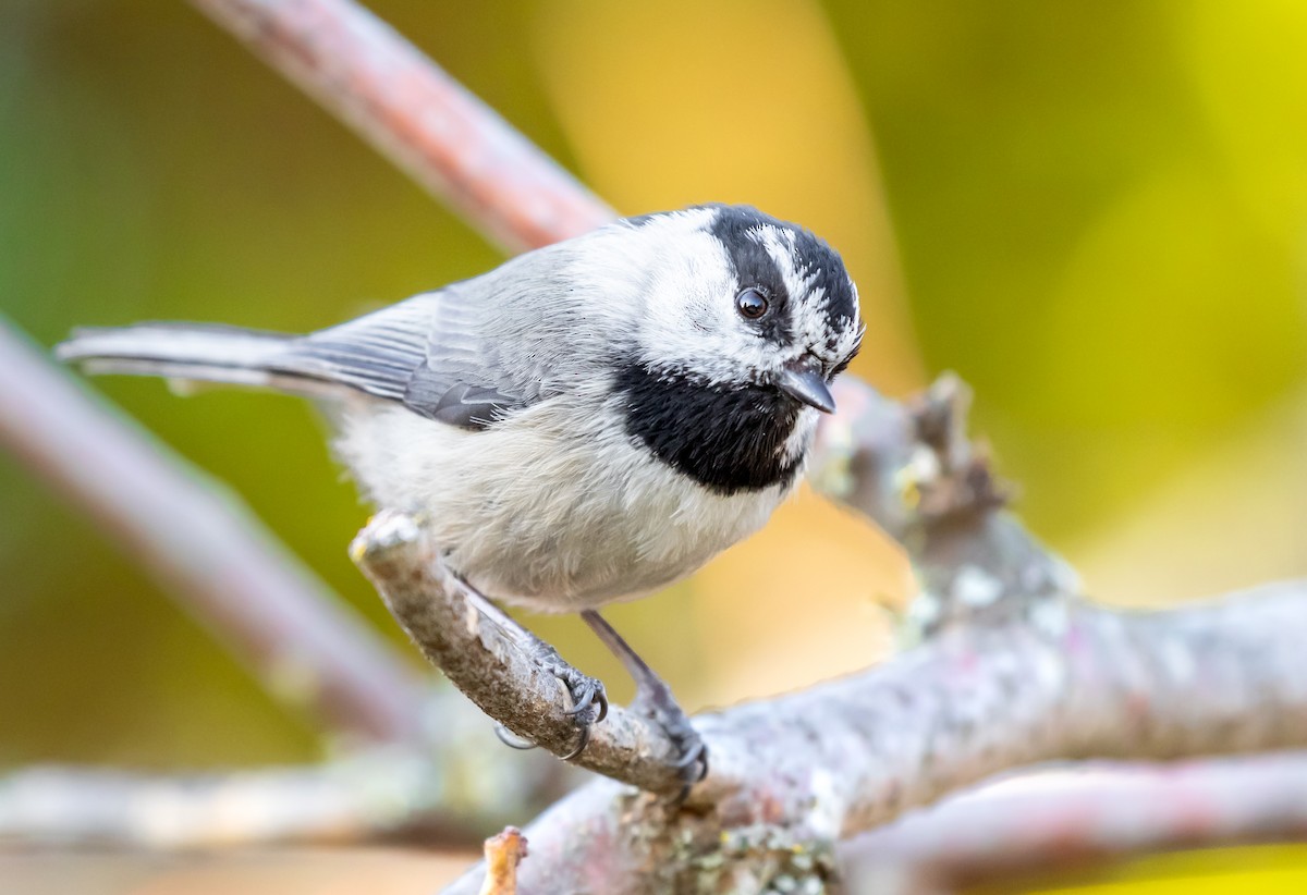 Mountain Chickadee - ML618694705