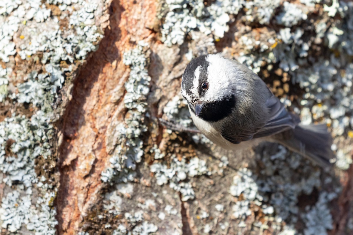 Mountain Chickadee - ML618694711