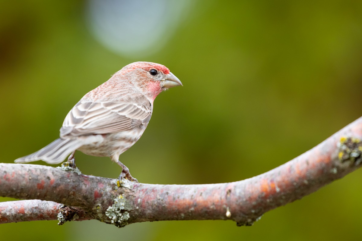 House Finch - ML618694722