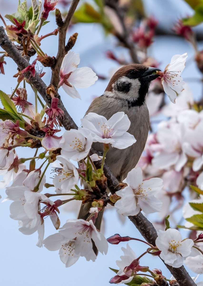 Eurasian Tree Sparrow - Krzysztof Wlodaraki