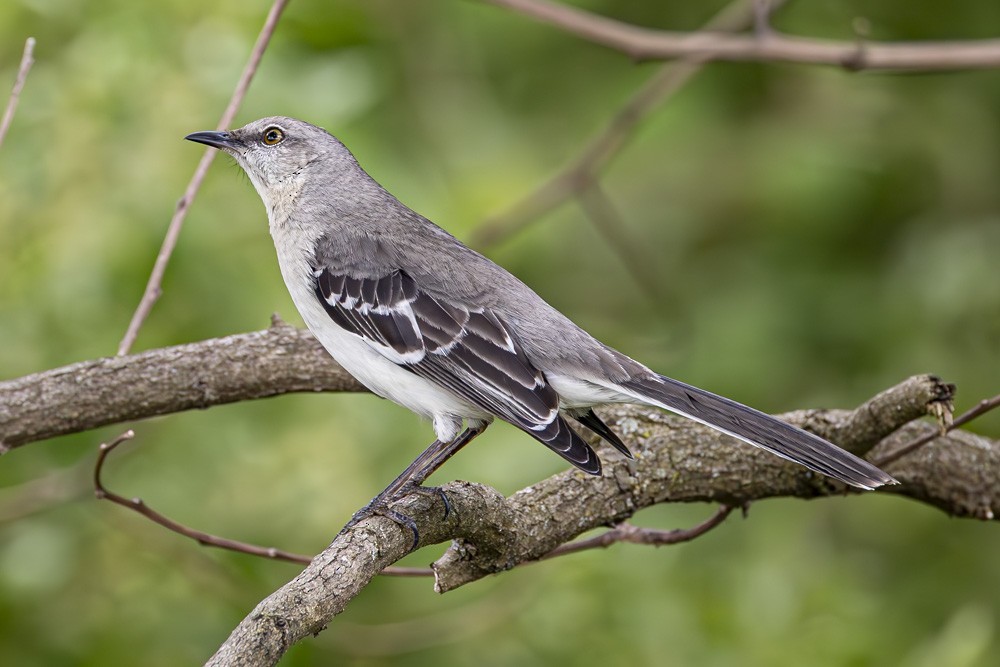 Northern Mockingbird - ML618694745