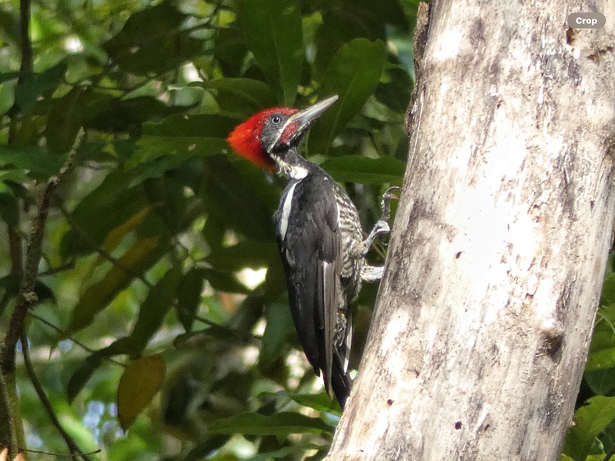 Lineated Woodpecker (Lineated) - Willeke and Frits Bosveld - van Rijn