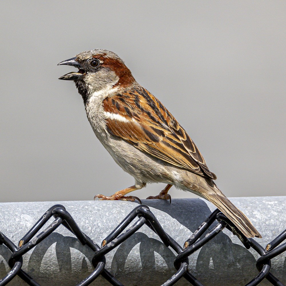 House Sparrow - ML618694771