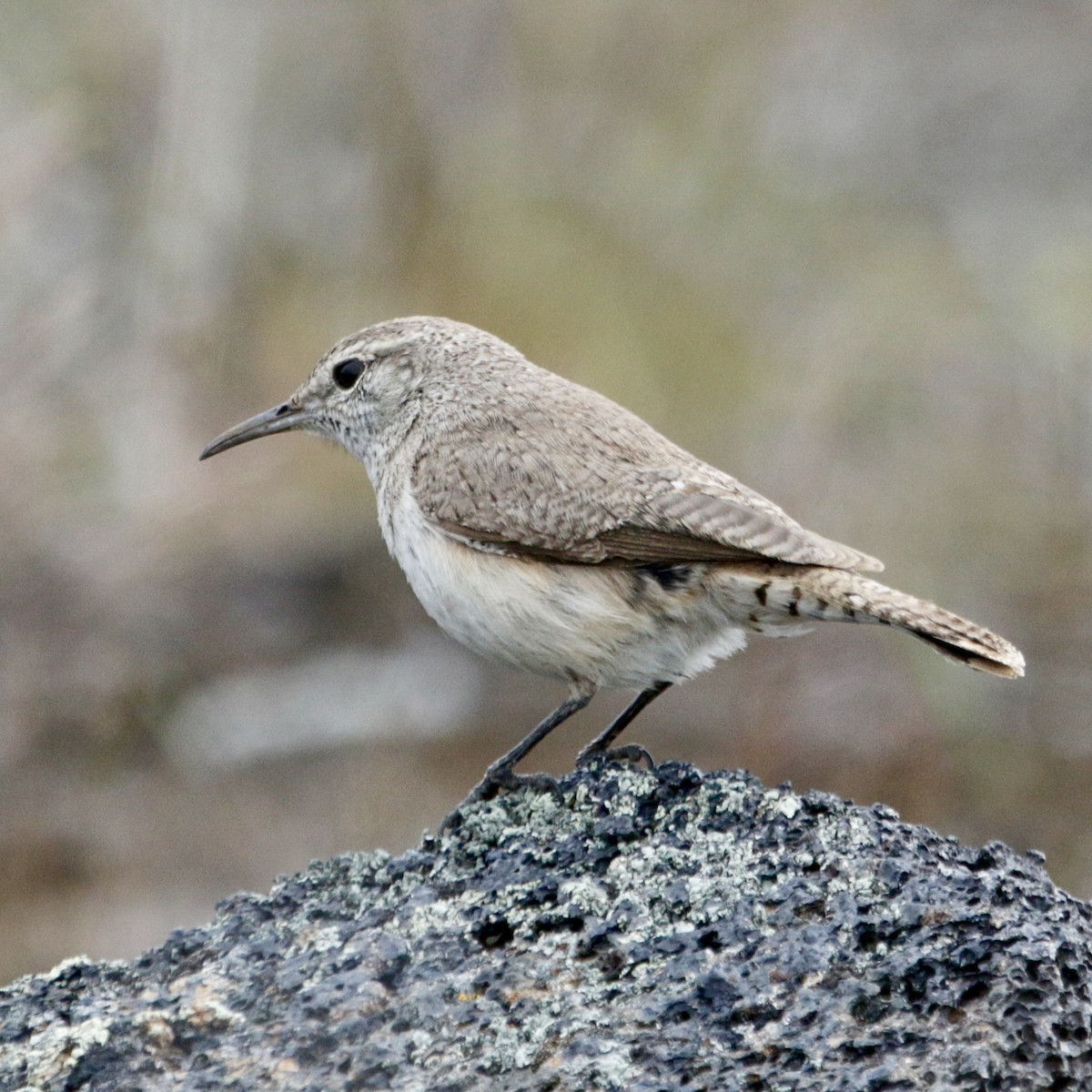 Rock Wren - ML618694784