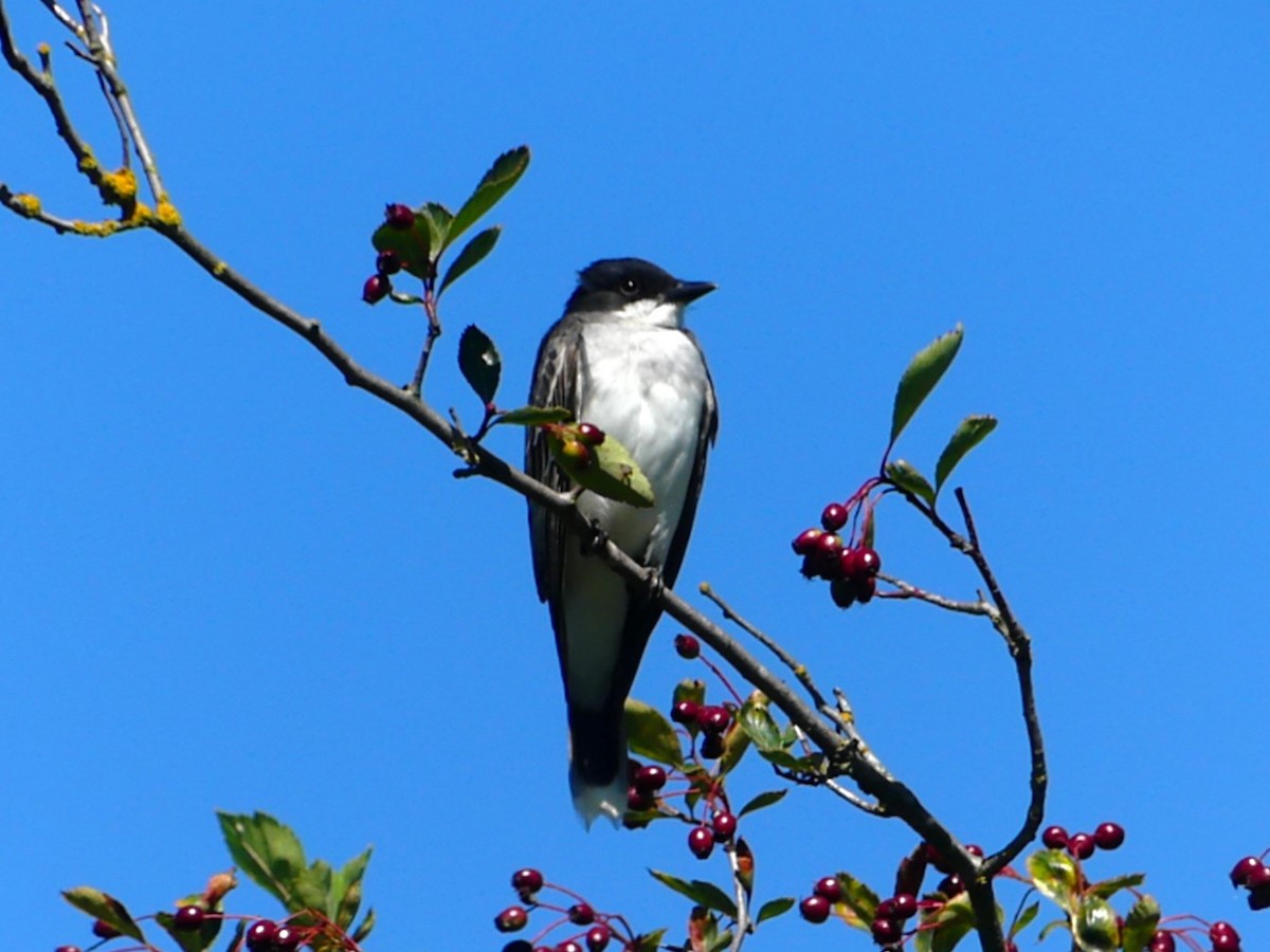 Eastern Kingbird - Michael Klotz