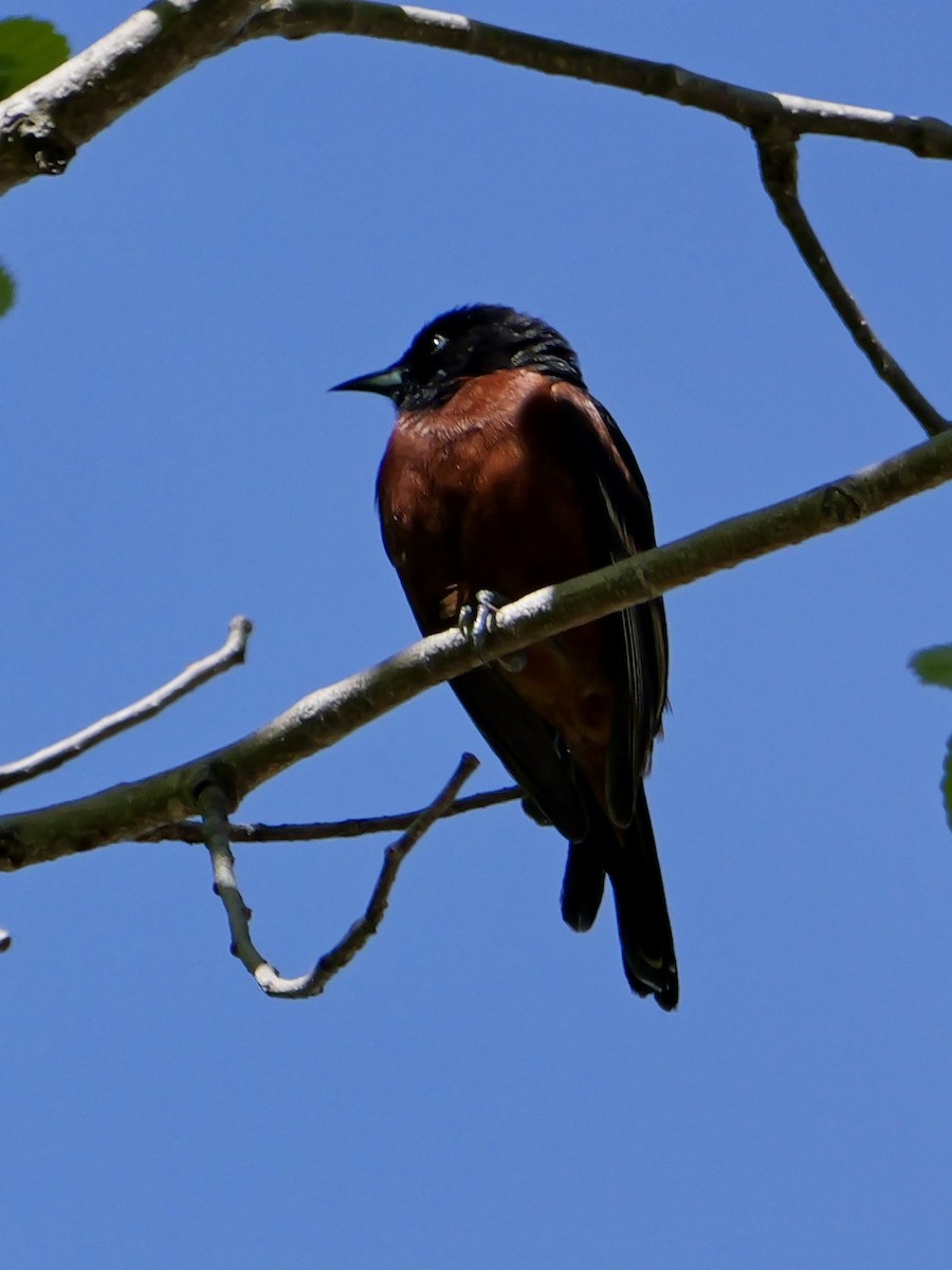 Orchard Oriole - ML618694852