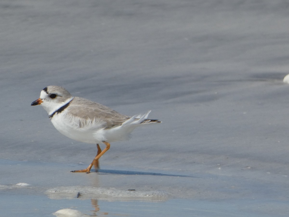 Piping Plover - ML618694856